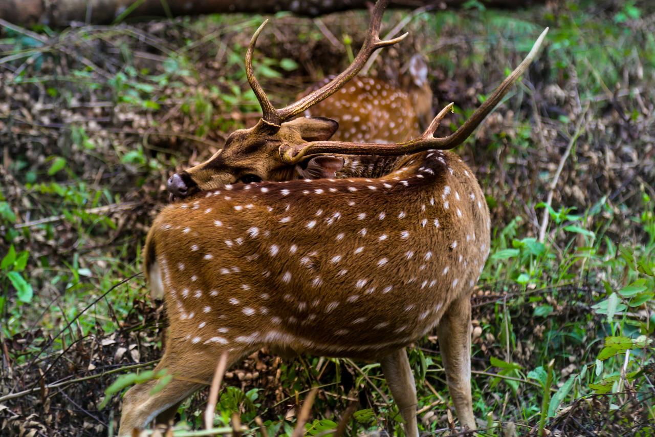 Kings Sanctuary Nagarhole & Kabini Hunsur Exterior foto