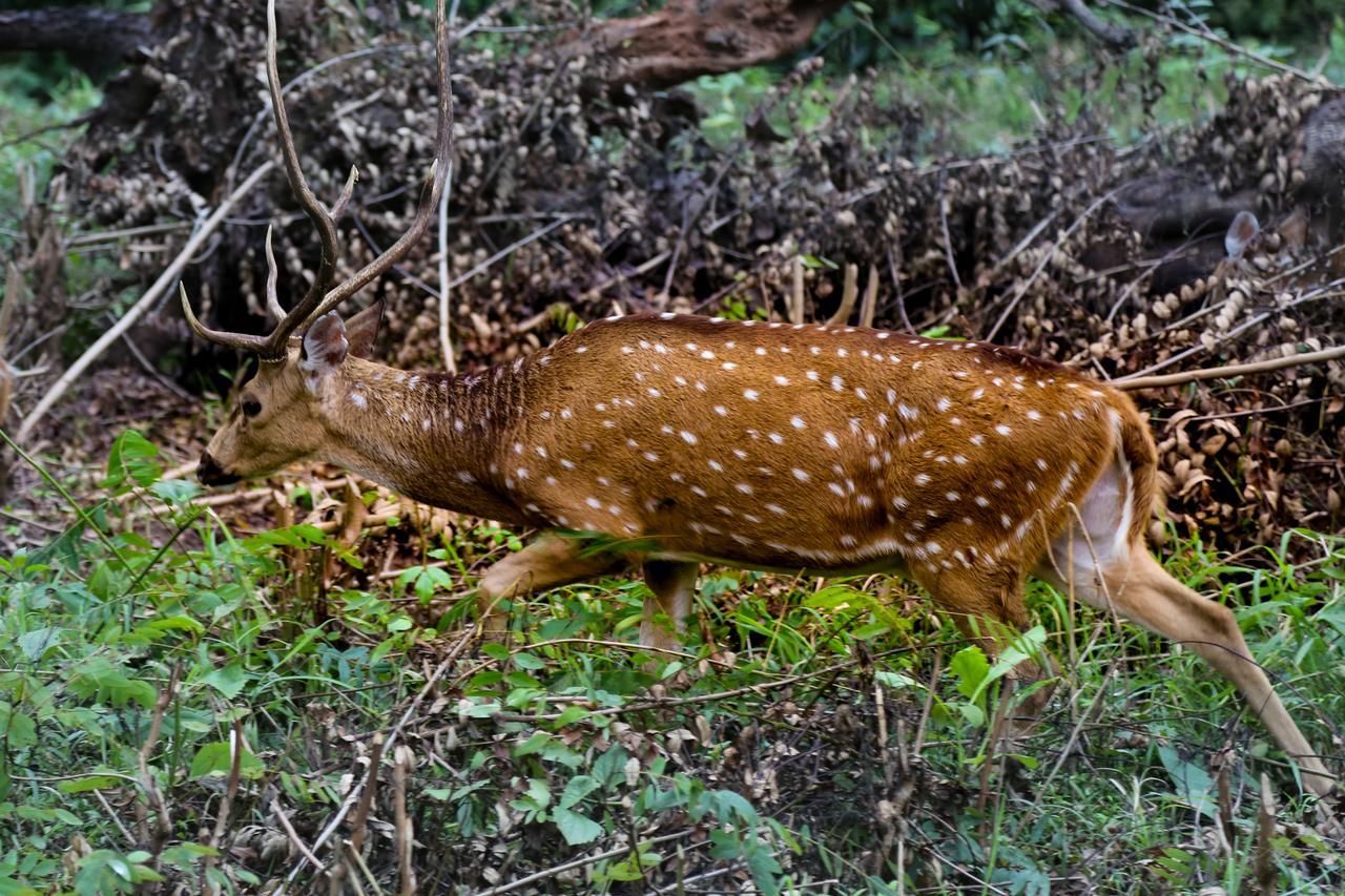 Kings Sanctuary Nagarhole & Kabini Hunsur Exterior foto